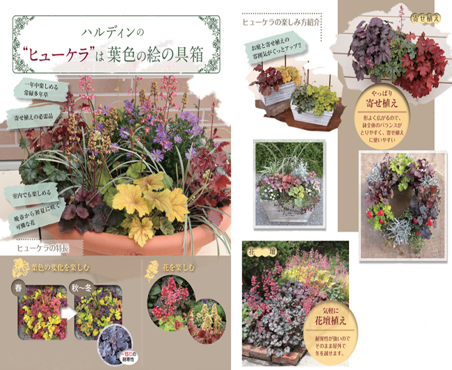 カラーリーフ「ヒューケラ（ツボサンゴ）」の寄せ植え・庭・花壇