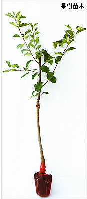 林檎（リンゴ）苗木の育て方