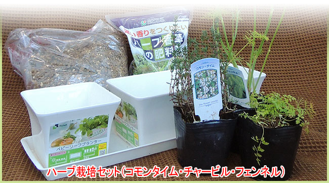 ハーブ 香草 の苗なら 花育通販 ハーブ栽培セット タイム チャービル フェンネル を販売