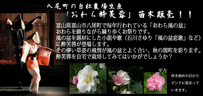 八尾の自社農場で生産した、富山県八尾町の「おわら風の盆」で有名なスイフヨウの苗木を販売中【花育通販】
