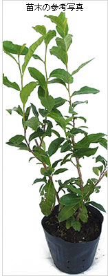 ヤブキタ茶（緑茶）の苗木を販売