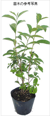 オクミドリ茶（緑茶・お茶の木） の苗木を販売