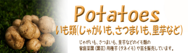 ジャガイモ